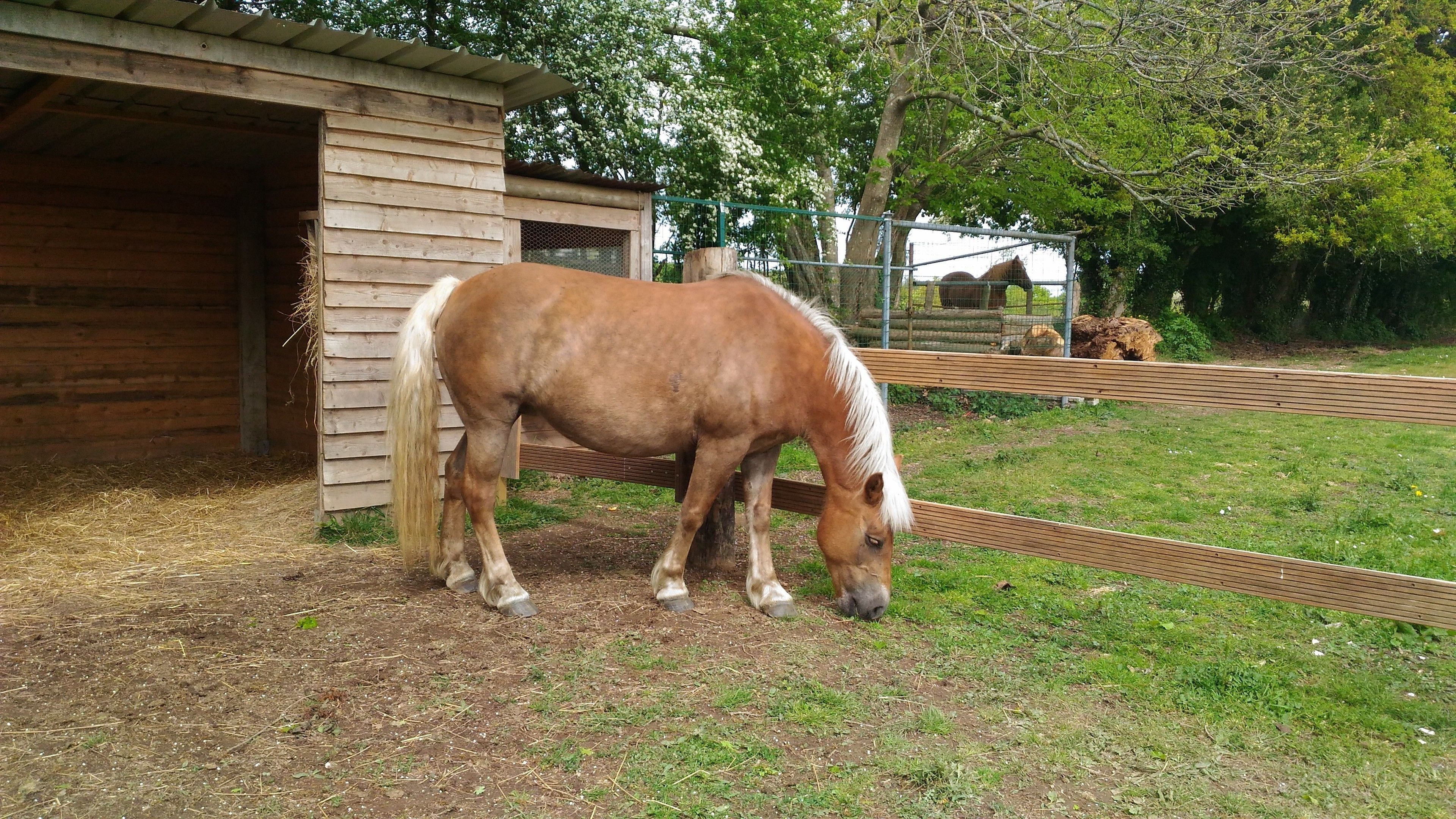 A stable with a horse inside, surrounded by a fenced area with trees and grass.
