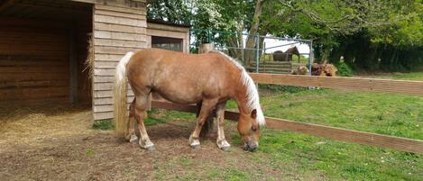 Un establo con un caballo en su interior, rodeado por un área cercada con árboles y césped.