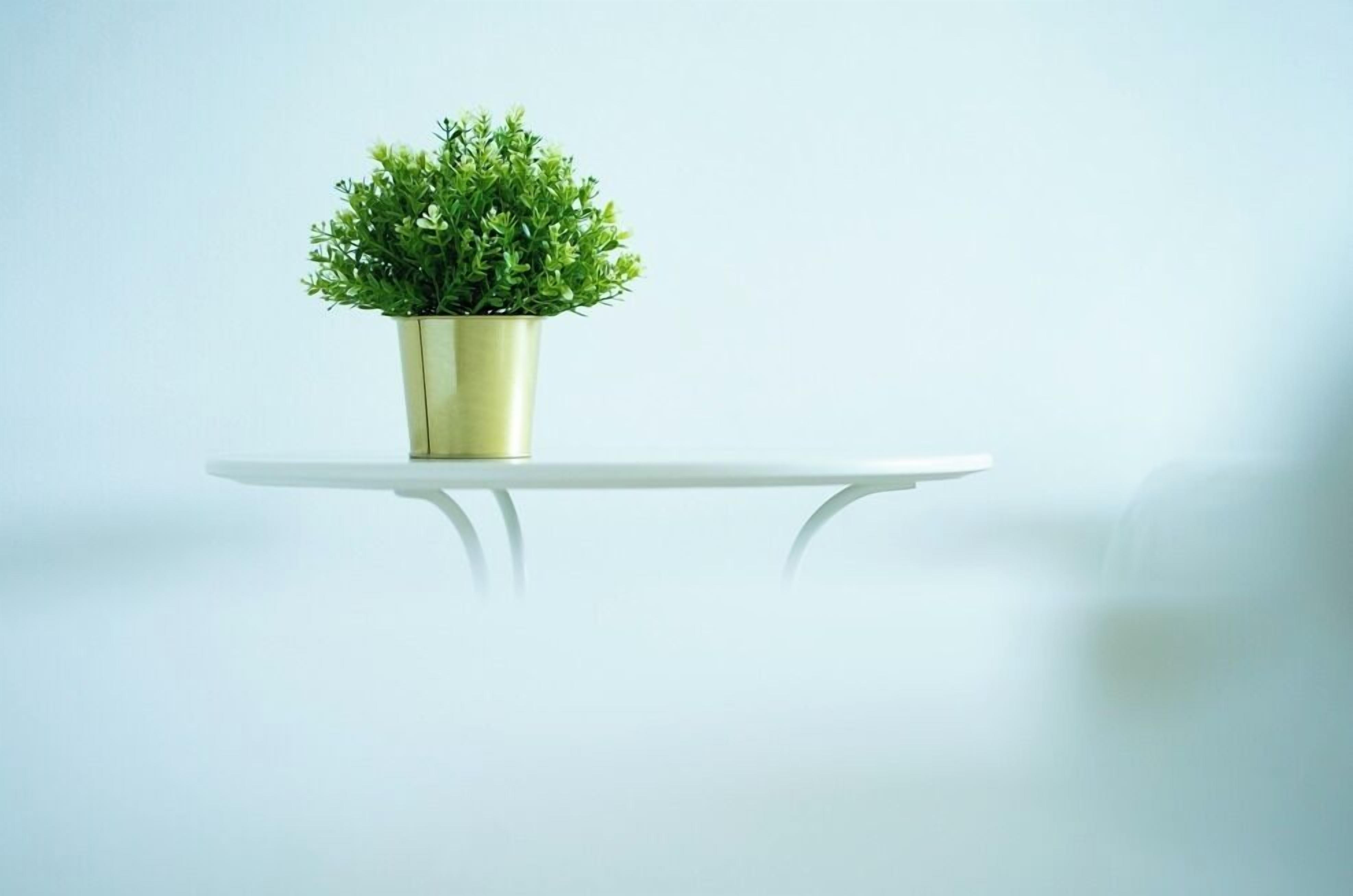 A potted plant on a white table against a plain background.