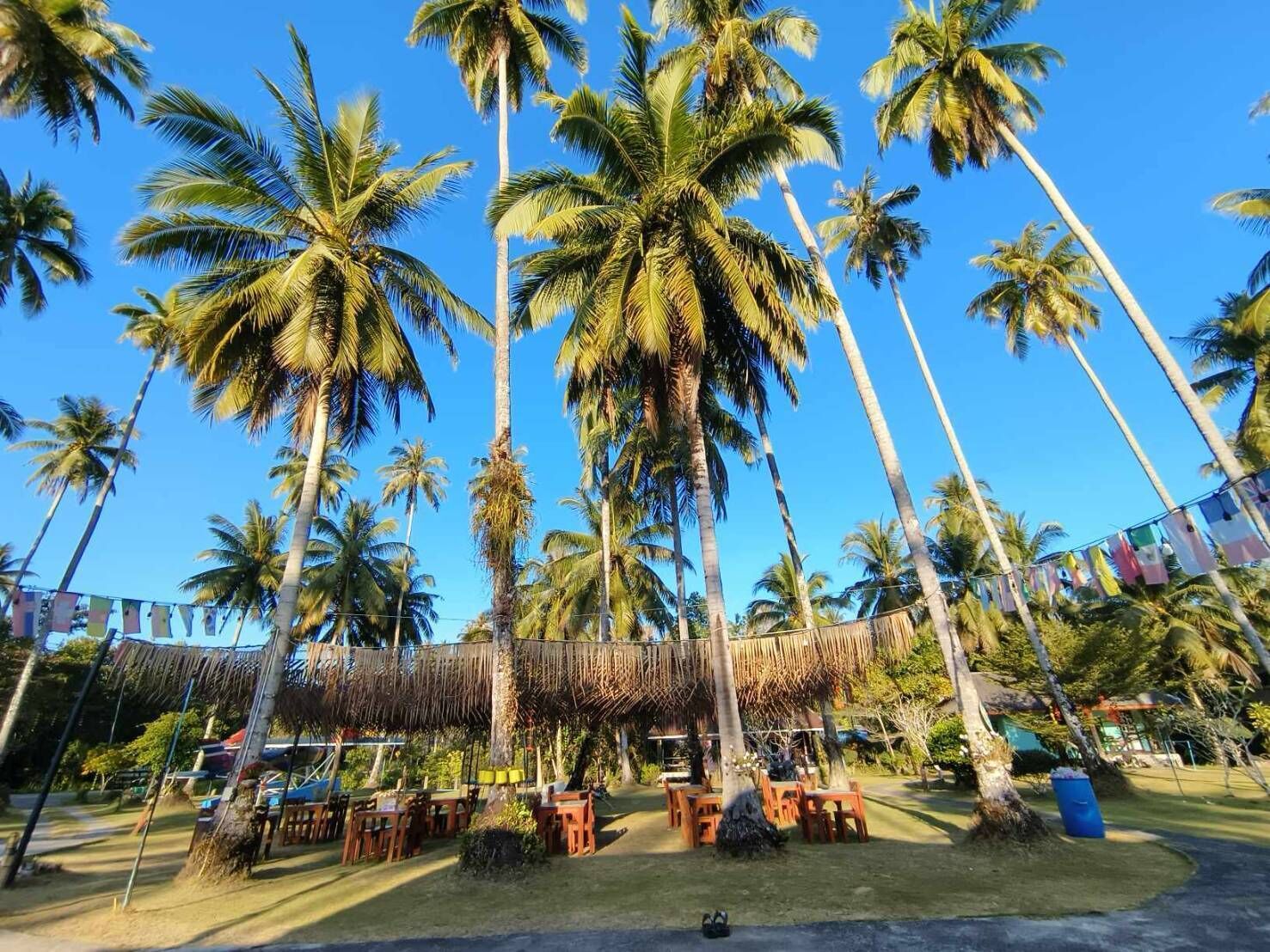 A tropical outdoor seating area with palm trees, wooden tables, and chairs.