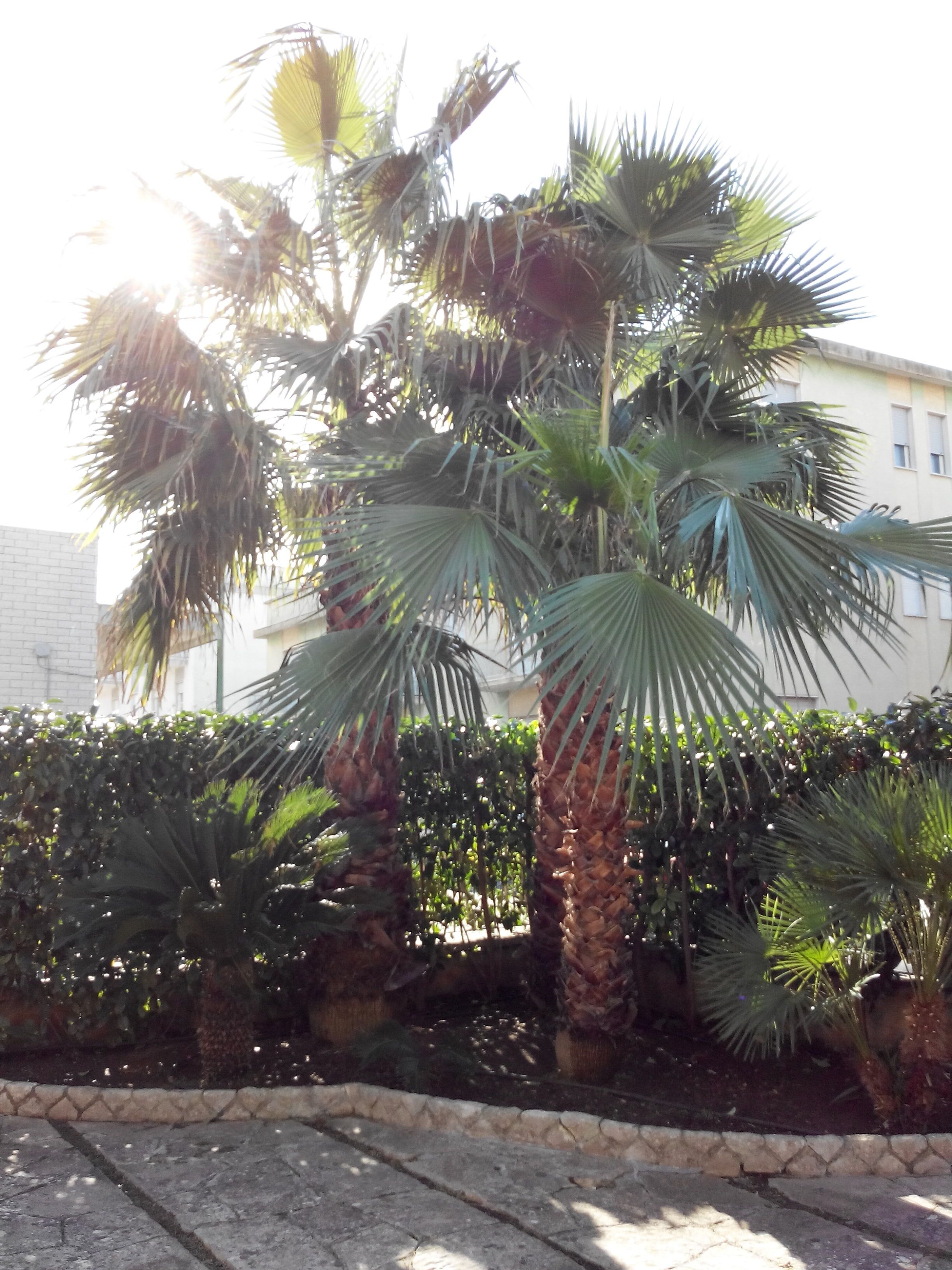 Una palmera en una zona ajardinada con borde de piedra.