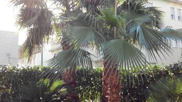 Una palmera en una zona ajardinada con borde de piedra.