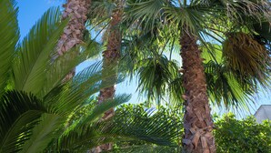 Een uitzicht op palmbomen en een strakblauwe lucht.