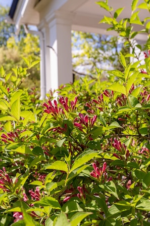 Stroll through the serene garden, surrounded by lush foliage and vibrant flowers.