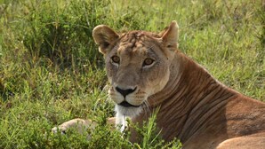 A lion lying in a grassy field.