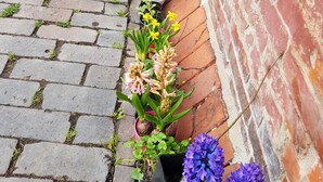 A brick pathway with a black cat walking away, bordered by a brick wall and potted plants with yellow and purple flowers. - Apartment "Dat Nüst", terrace, garden, mod. bath (Manslagt)