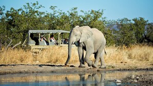 Un elefante vicino a una pozza d'acqua, con un veicolo e persone sullo sfondo.