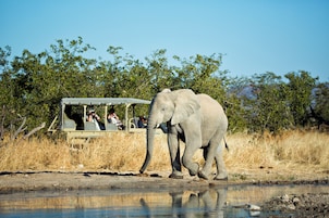 Safari