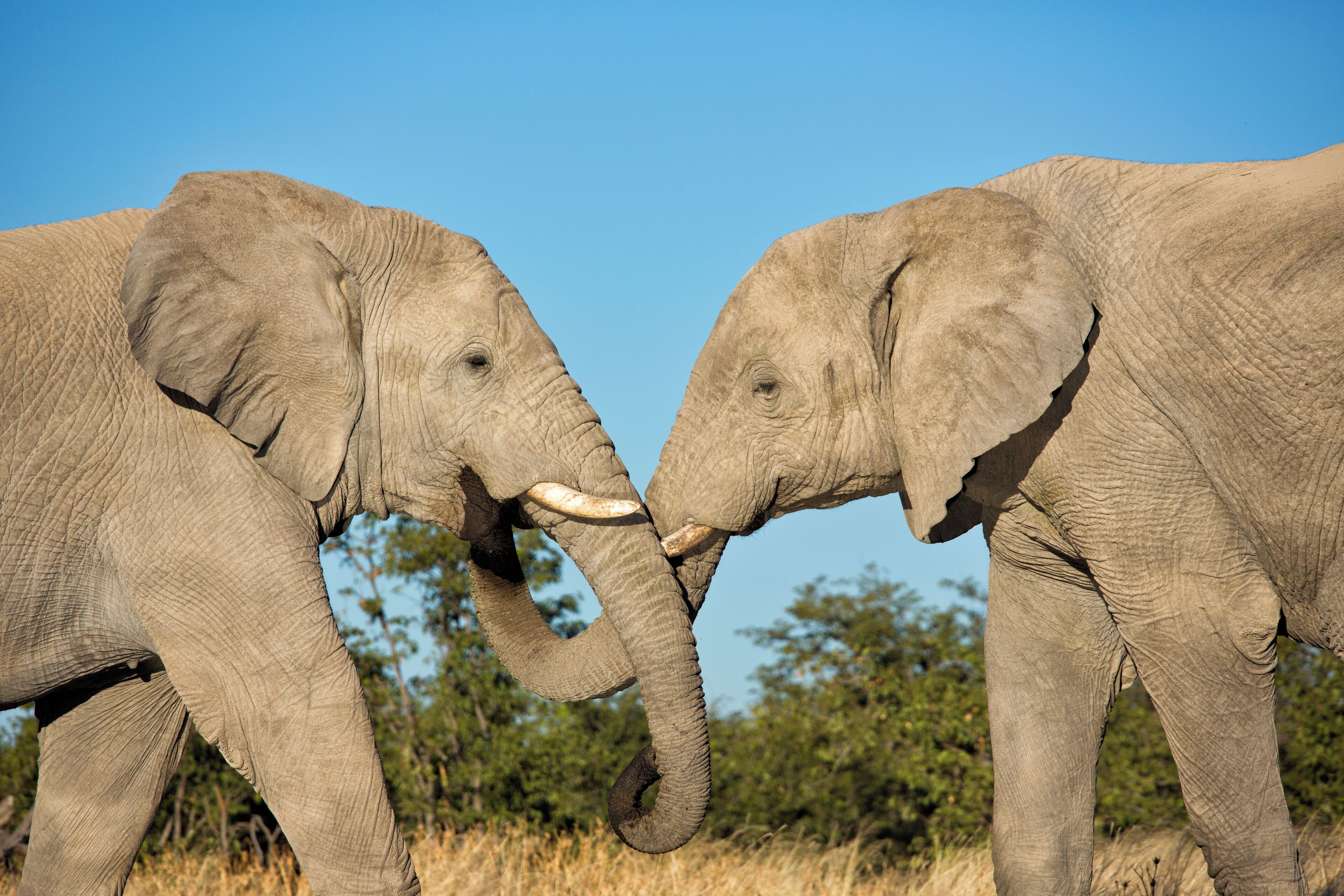 Two elephants facing each other with their trunks intertwined.