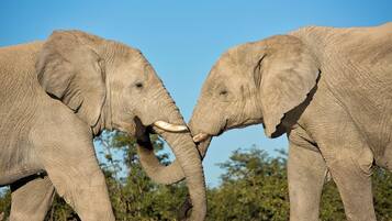 Two elephants facing each other with their trunks intertwined.