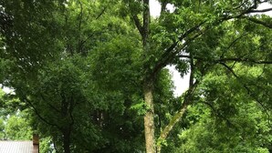 Un área verde bien cuidada con árboles maduros y un edificio de techo inclinado.