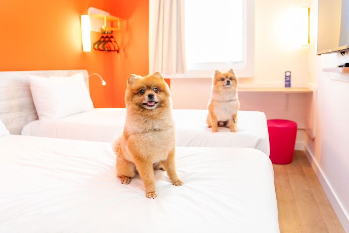 Deux chiens sont allongés sur un lit dans une pièce aux murs orange et dotée d’une fenêtre.