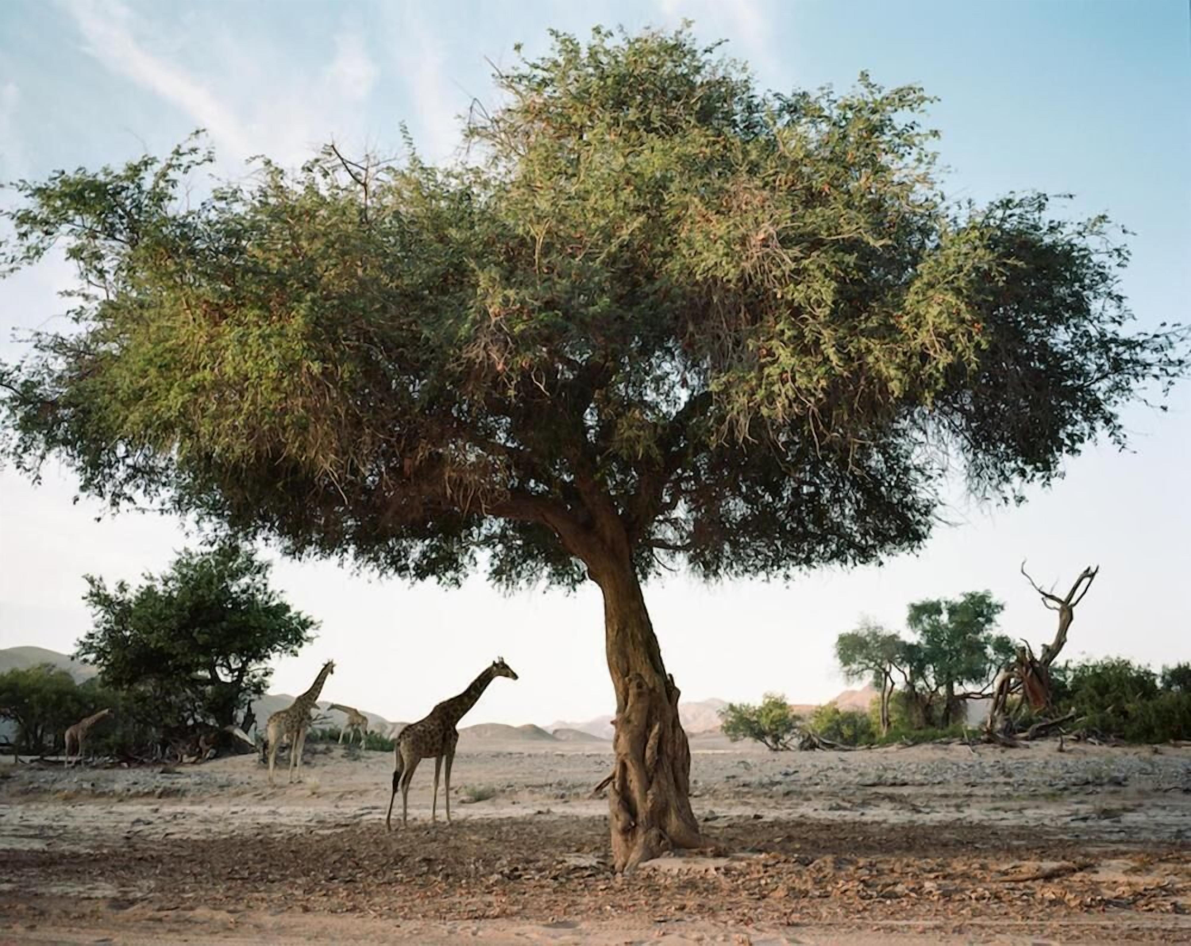 Uma árvore com girafas em uma paisagem árida e aberta.