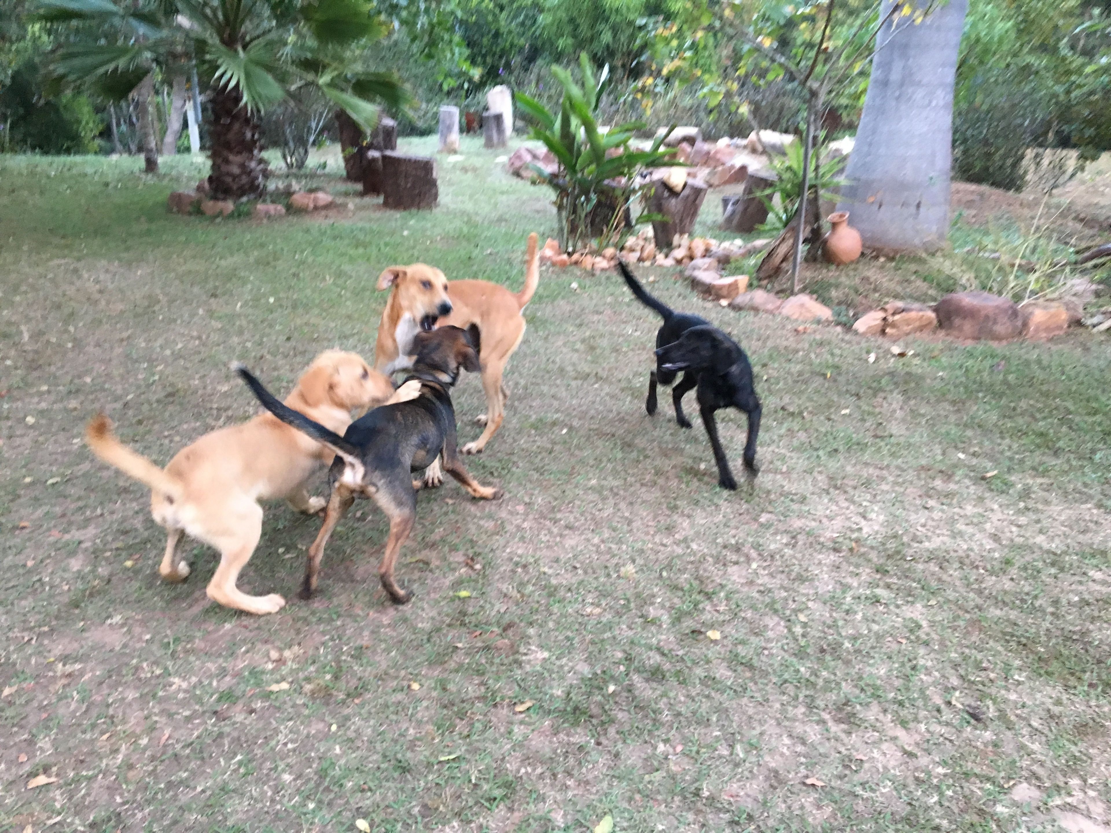 A group of dogs in a grassy outdoor area with trees and rocks.