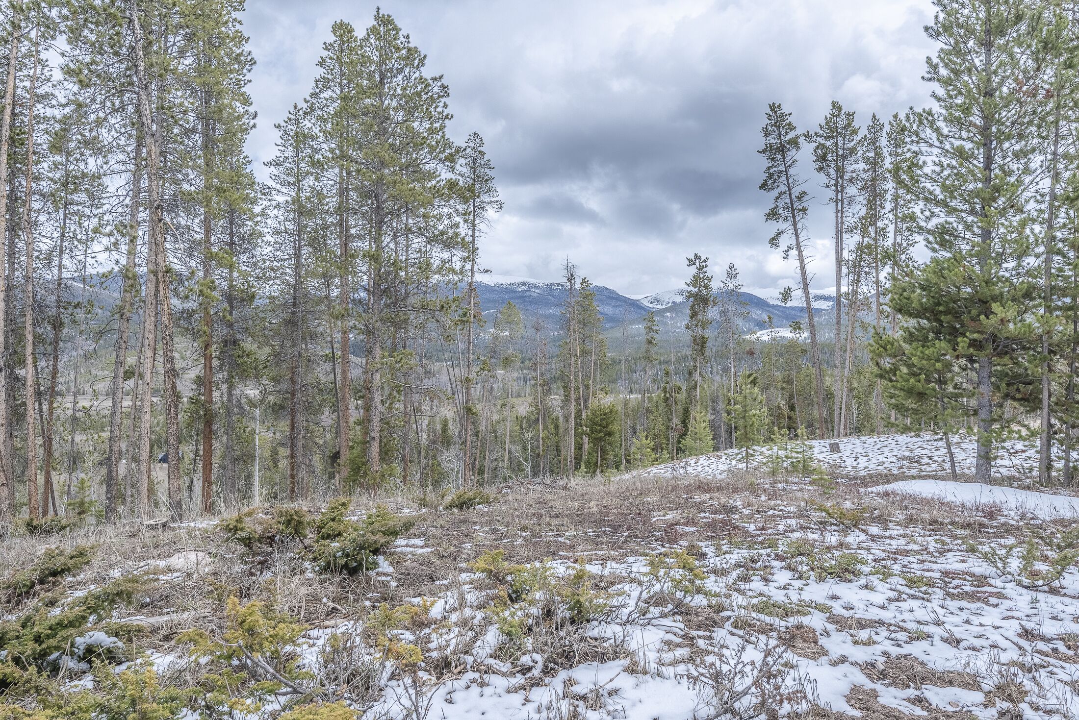 A forested area with snow-covered ground and mountains in the background.