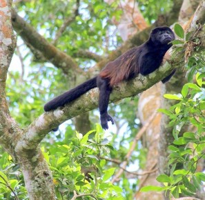 Unclassified image, 5 of 43, button