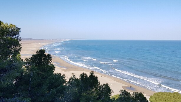 A coastal beach with clear skies, sandy shore, and dense green trees.