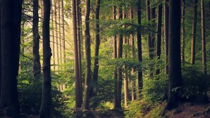 Une zone boisée avec de grands arbres et un sentier de terre.