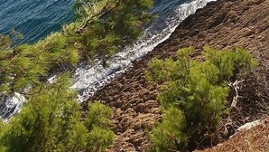 Eine Küstenlandschaft mit felsiger Küste, dichtem Grün und Blick auf den Ozean.