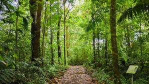 A forest path with a signboard. - Hotel Arbol Dorado (Florencia)