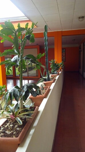 Hallway - Hotel Arbol Dorado (Florencia)