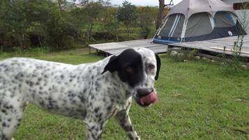 Ramah hewan peliharaan