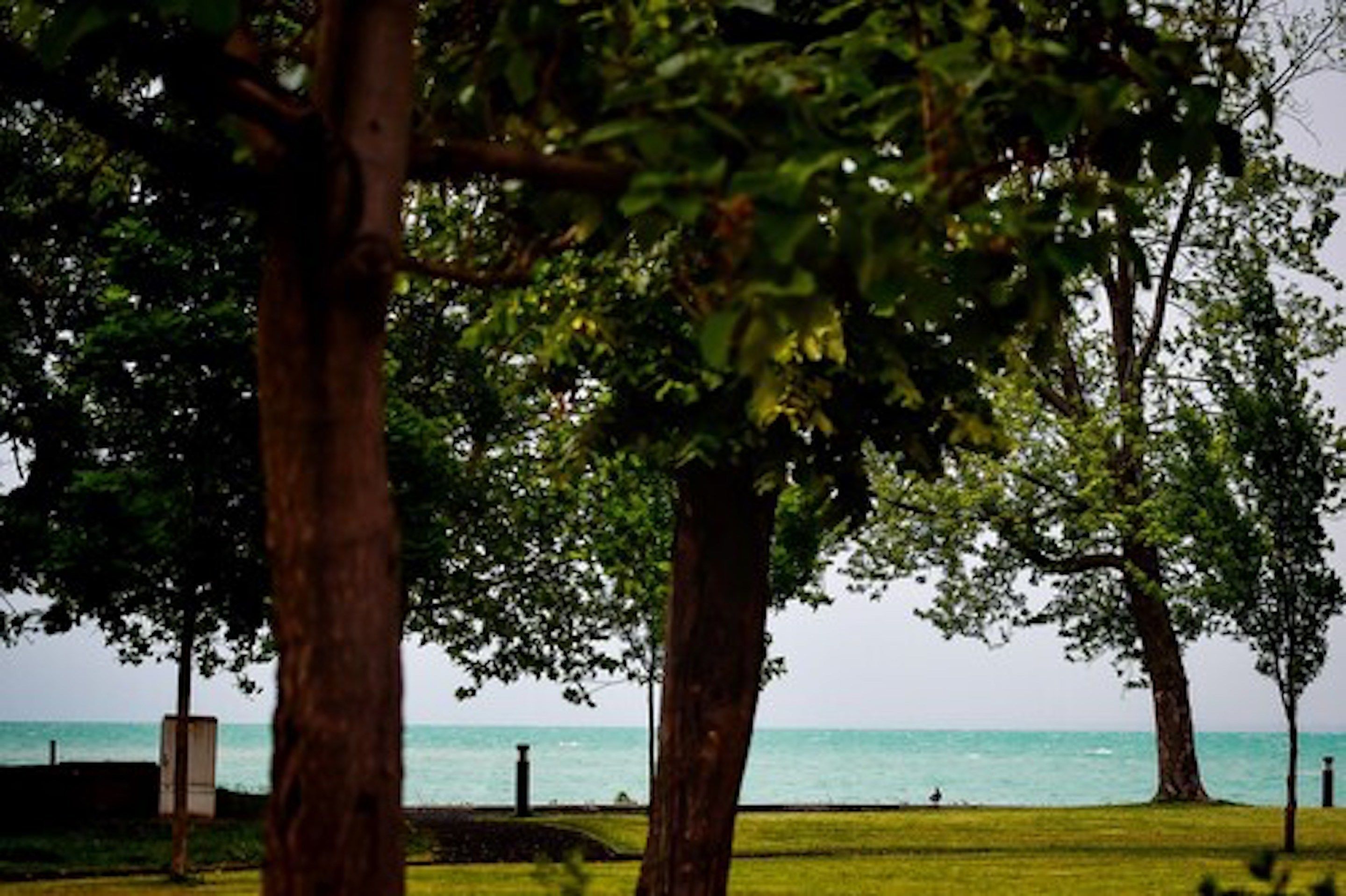 A view of a grassy area with trees and a body of water in the background.