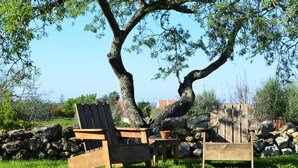 Un ensemble de table et de chaises en bois est placé sous un arbre, dans une zone herbeuse, avec un mur de pierres en arrière-plan.