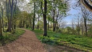 A forested path with trees and a bench.