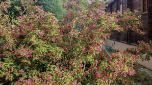 En stuga av trä med en tät buskvegetation full av rosa blommor framför.