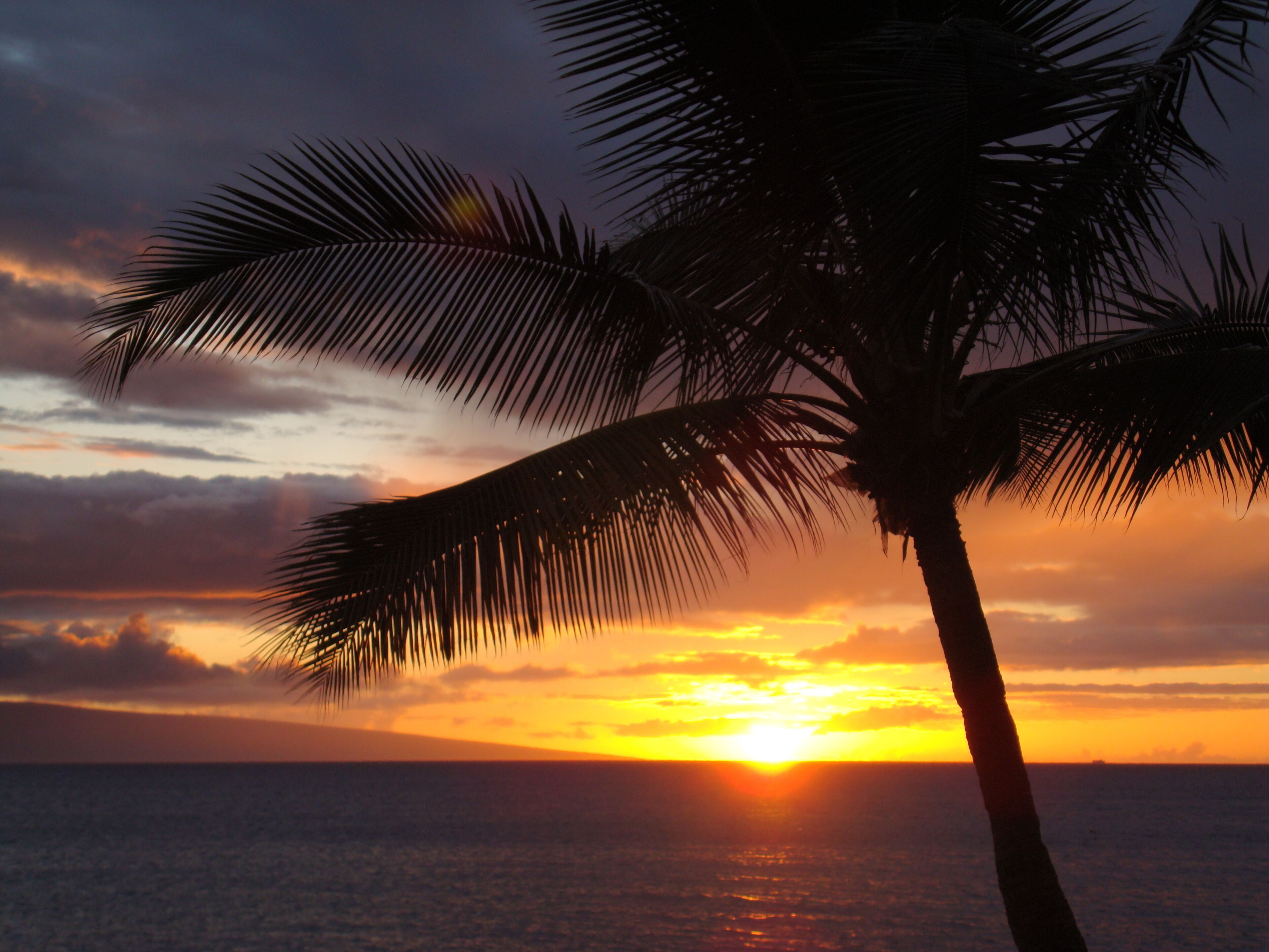 Un atardecer sobre el océano con una palmera en primer plano.