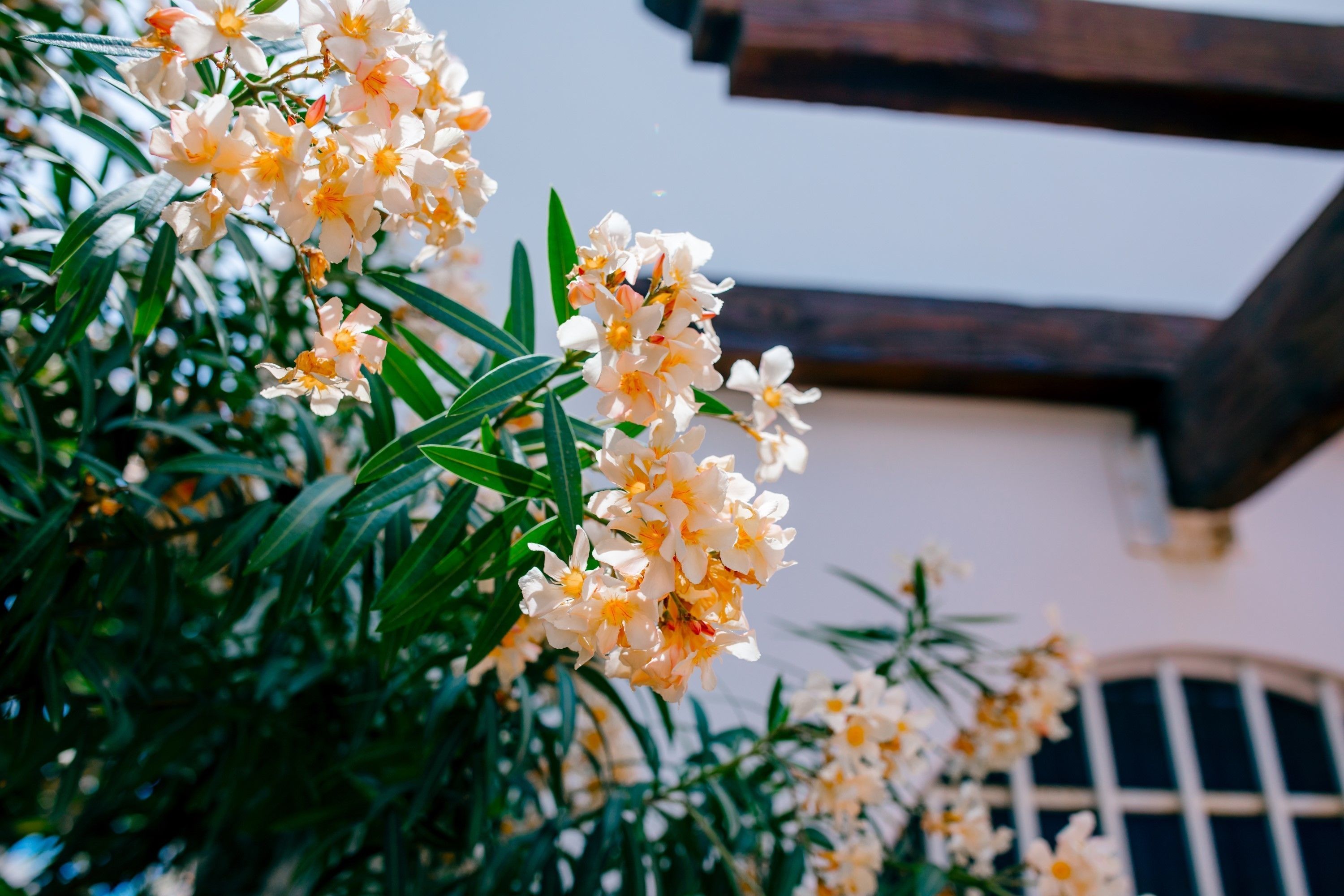 Foto - Villa Relax 3 by Kivoya