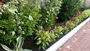 Un jardín con diversas plantas y un sendero de ladrillos.