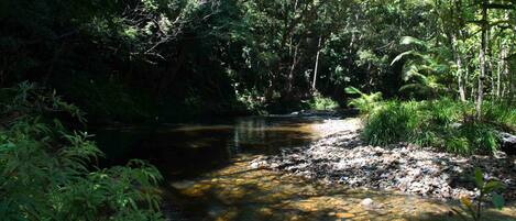 Un entorno fluvial natural con vegetación densa y rocas.