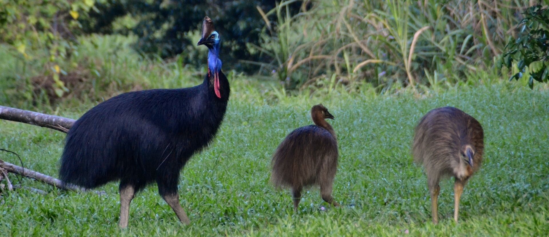 A peacock with a prominent tail and two smaller birds in a grassy field.