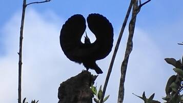 A bird perched on a branch.