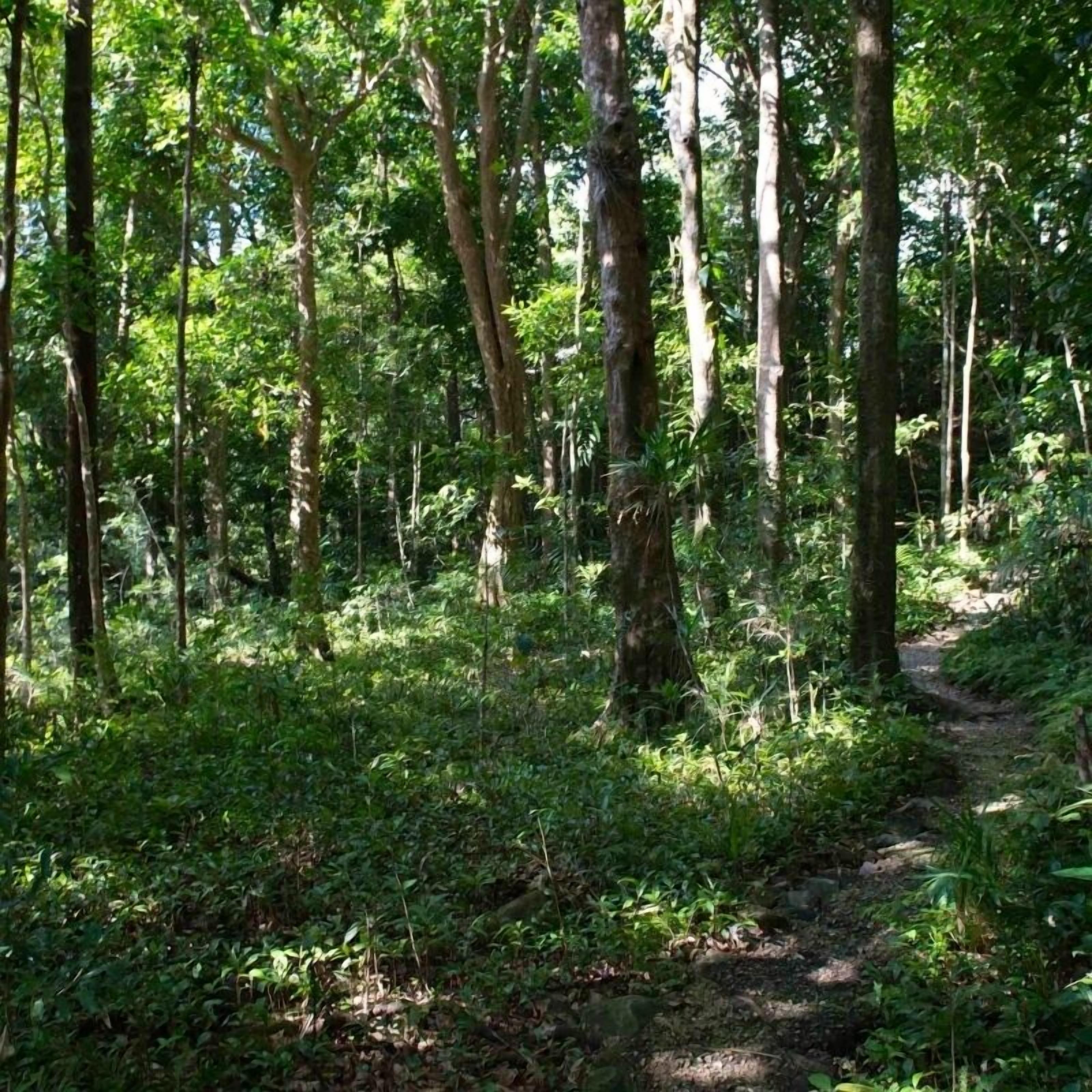 A forested area with a dirt path.