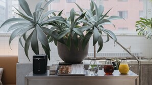A modern kitchen with a large potted plant, a coffee maker, and a glass pitcher on the counter.