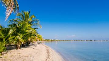 A beach with clear blue water, sandy shore, and palm trees.