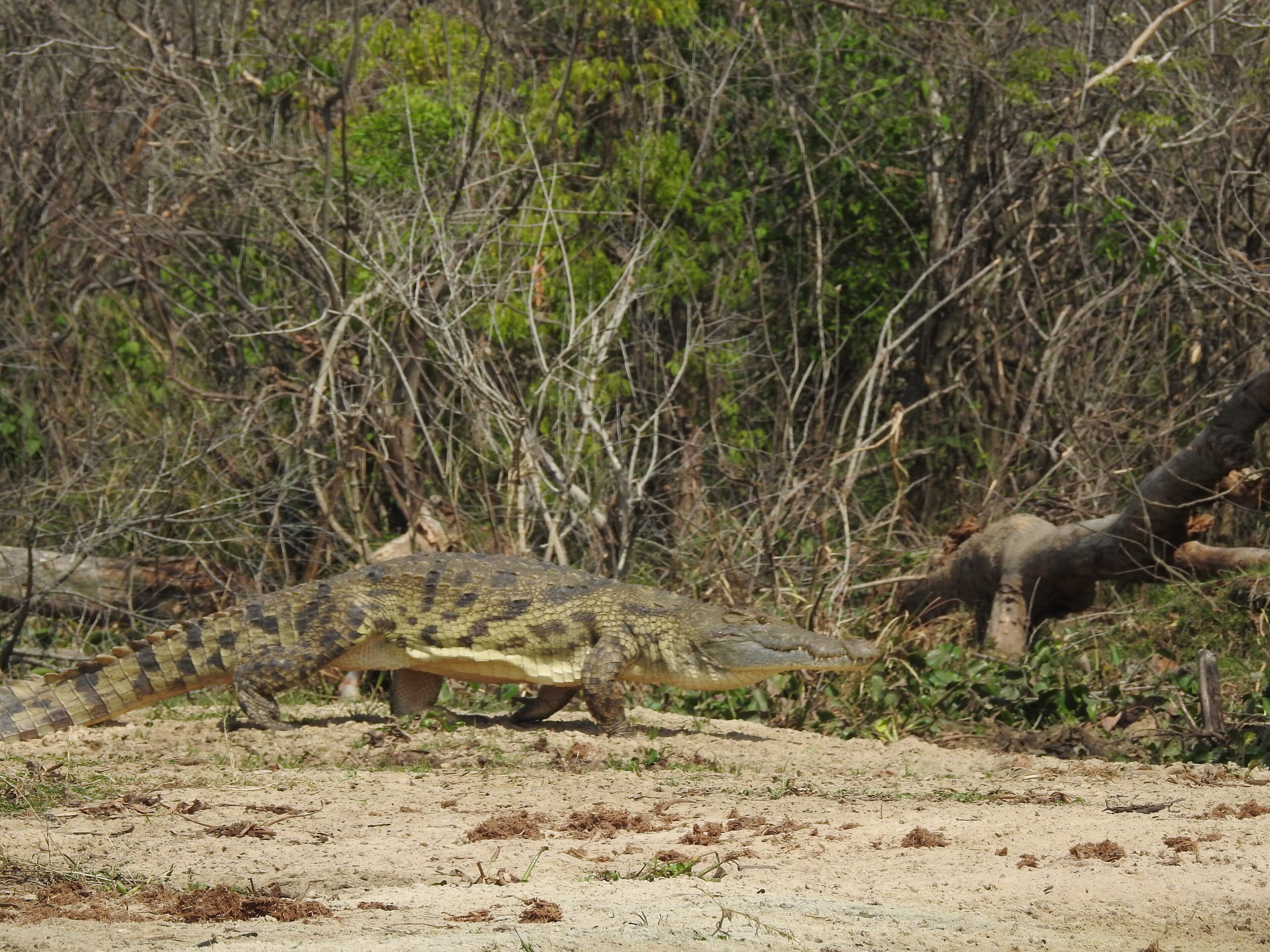 A large tortoise on a sandy ground with sparse vegetation and a dense bushy background.