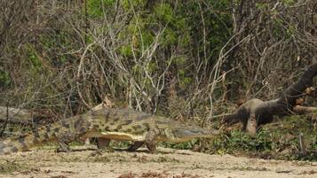 A large tortoise on a sandy ground with sparse vegetation and a dense bushy background.