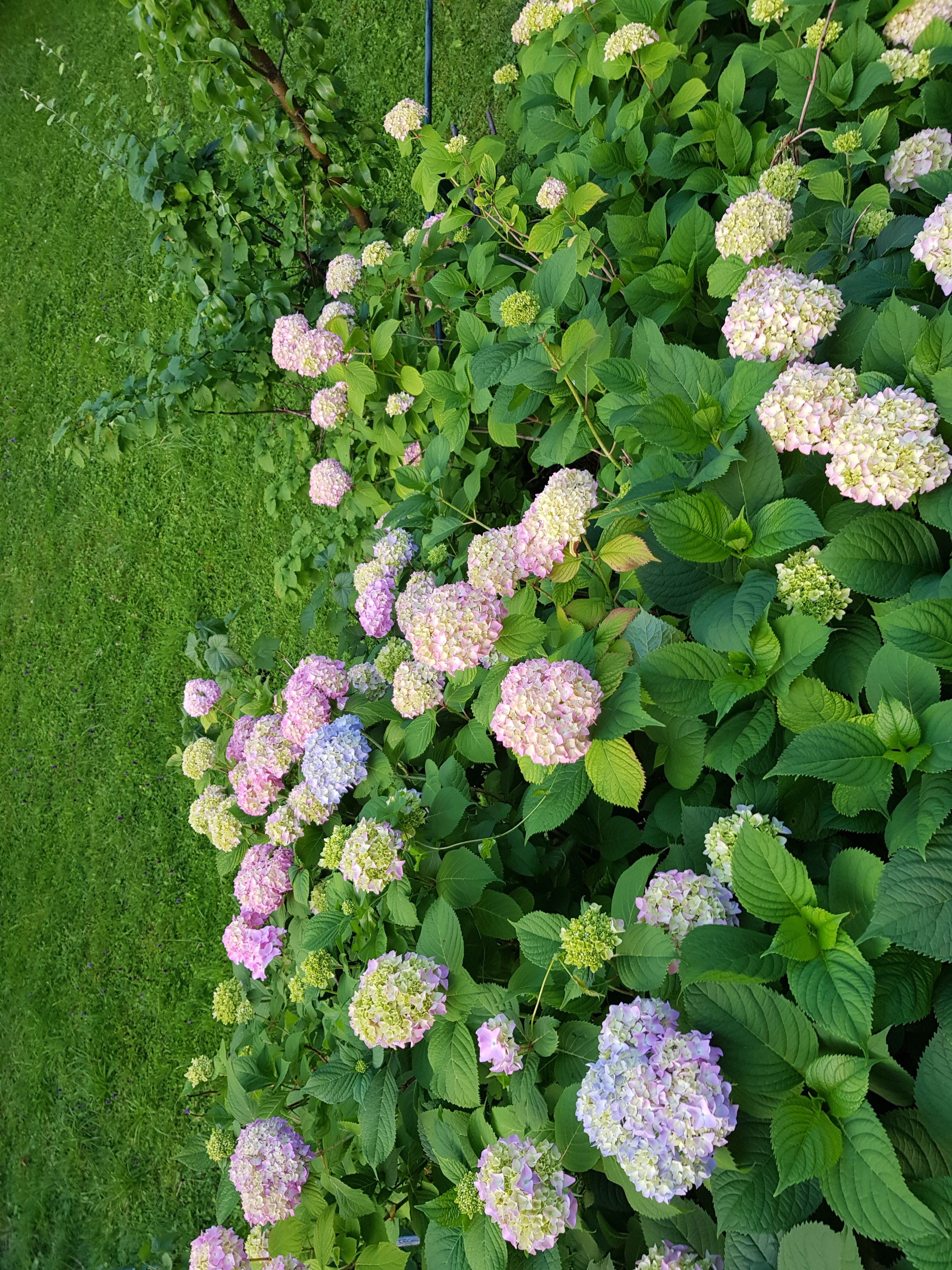 Een tuin met hortensiaplanten in verschillende bloeistadia.