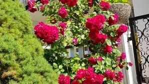 Un jardín con vibrantes rosas rojas y un seto cuidadosamente recortado.