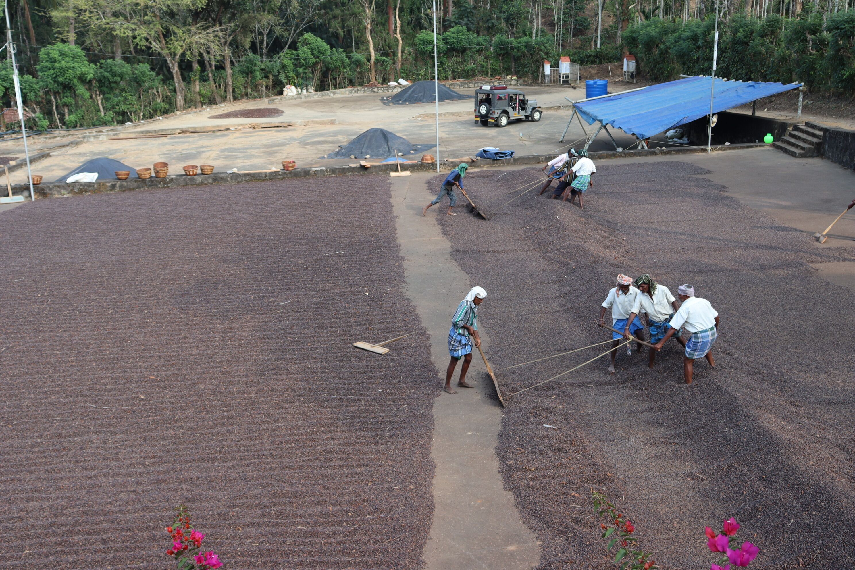 Un espacio amplio y abierto con gente trabajando, posiblemente una granja o plantación.