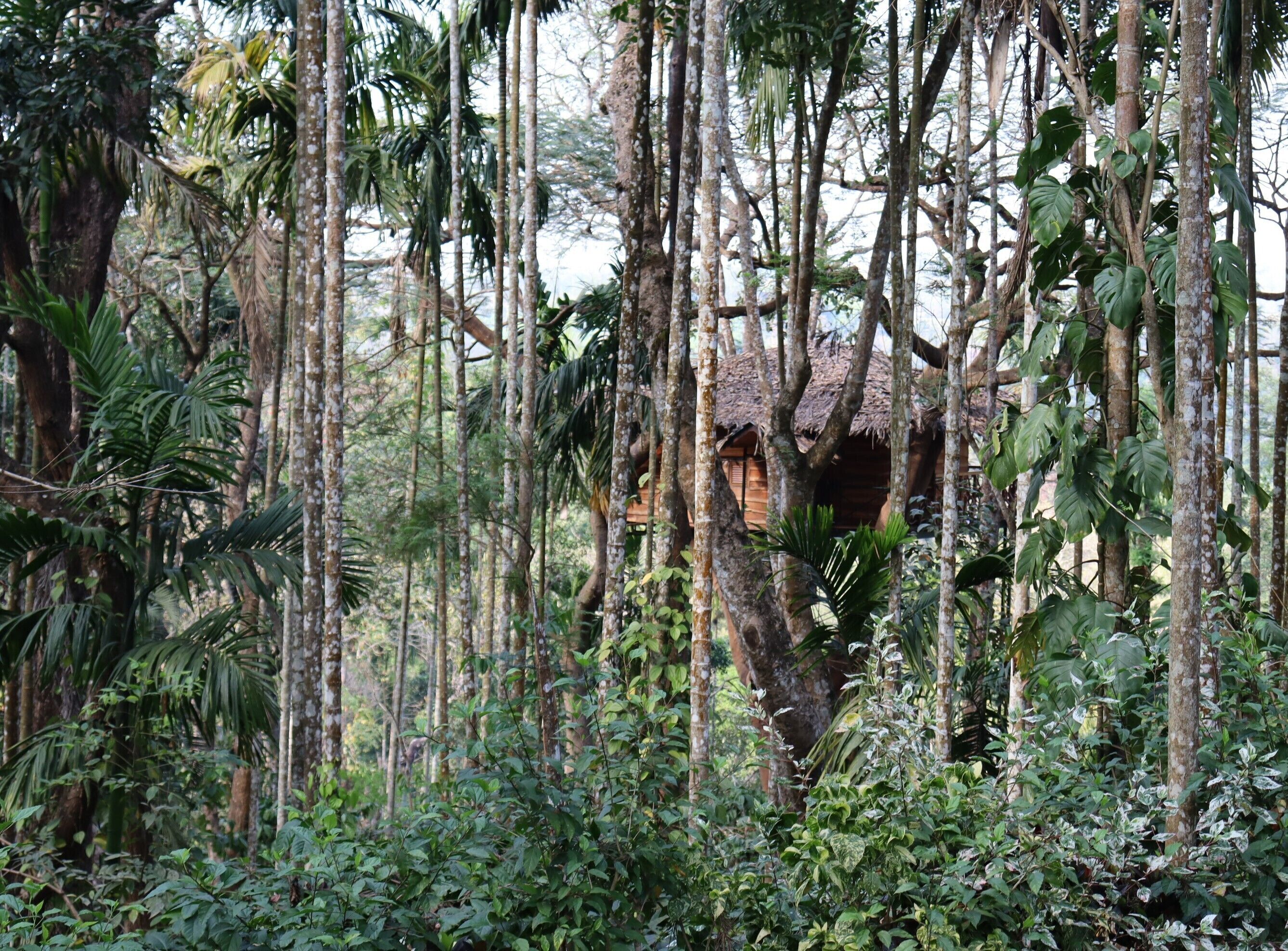 Une construction rustique en bois, nichée au milieu de grands arbres dans une forêt dense.