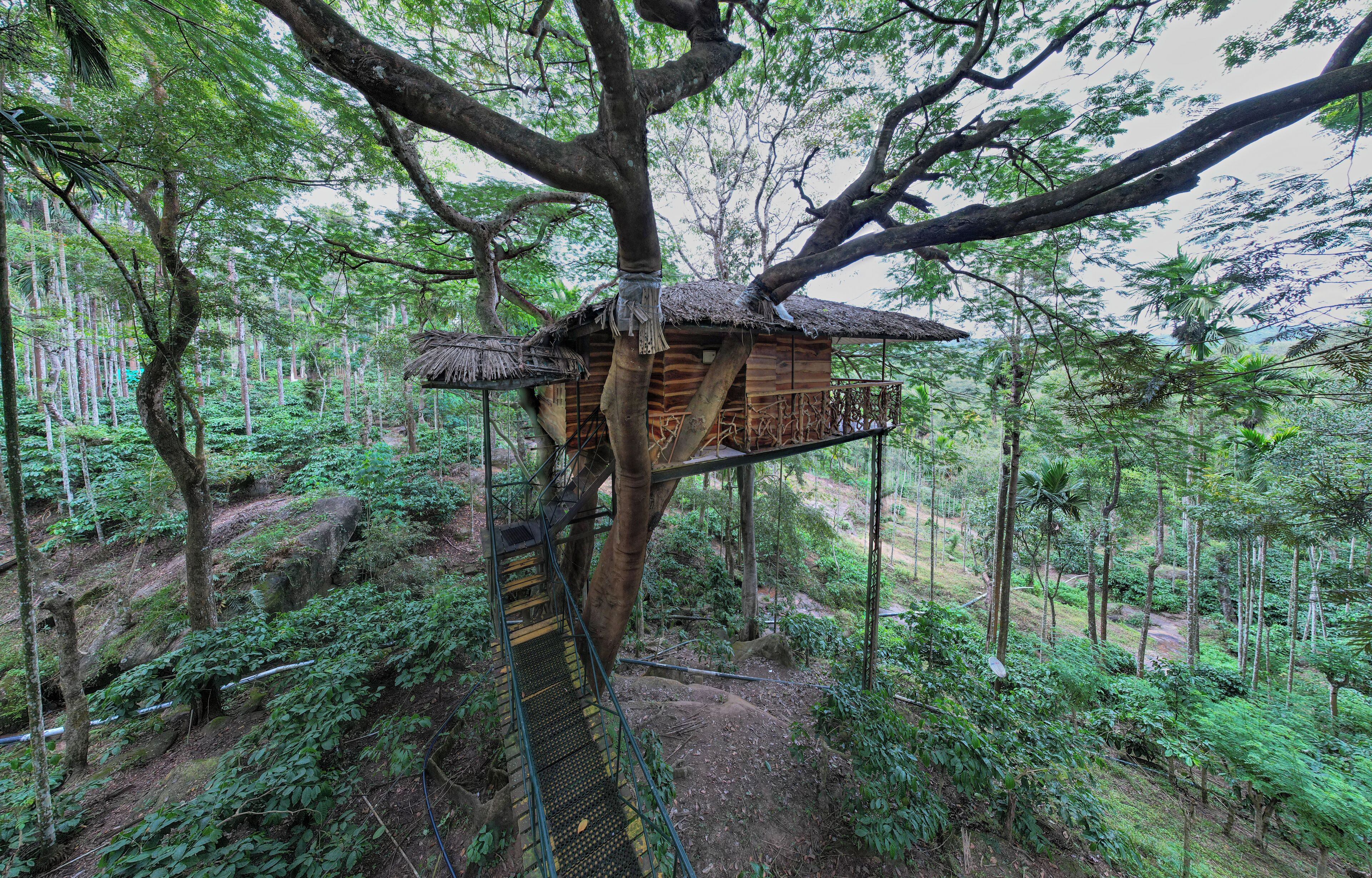 A treehouse with a thatched roof, surrounded by dense forest.