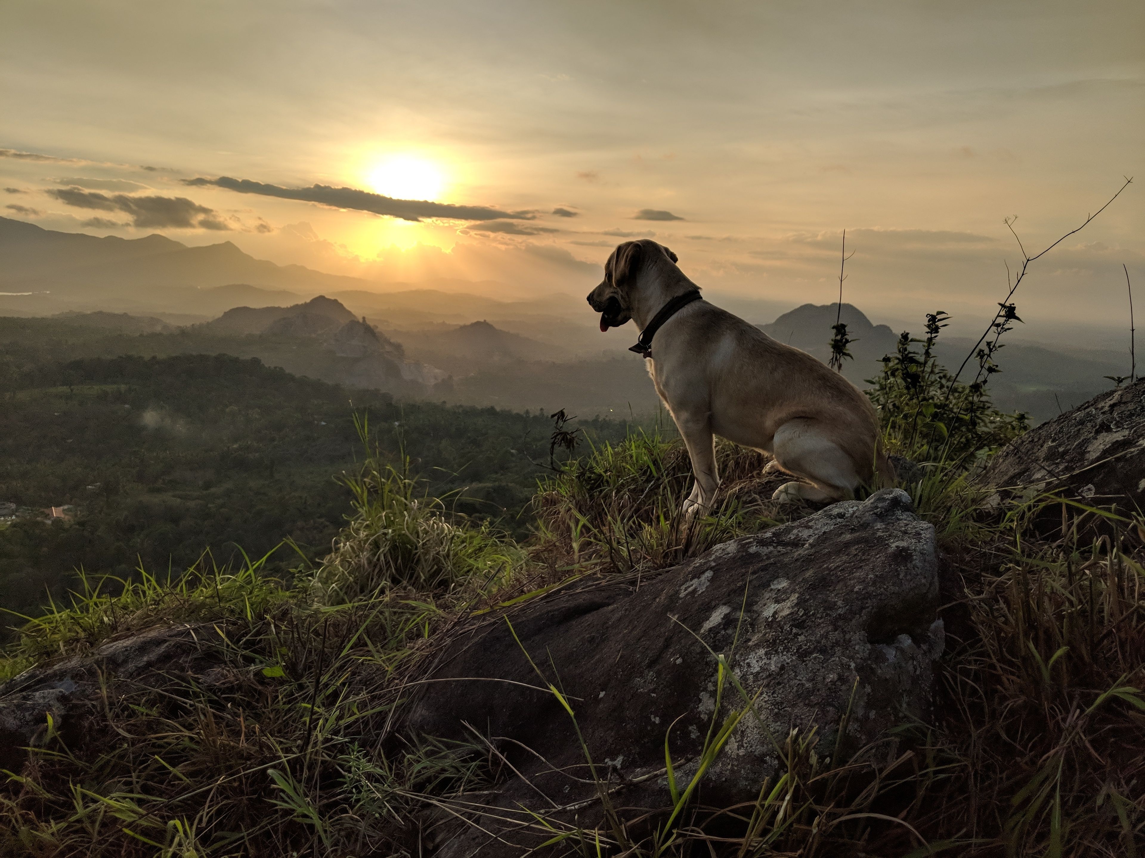 A dog sitting on a rock with a mountain view and the sun setting in the background.