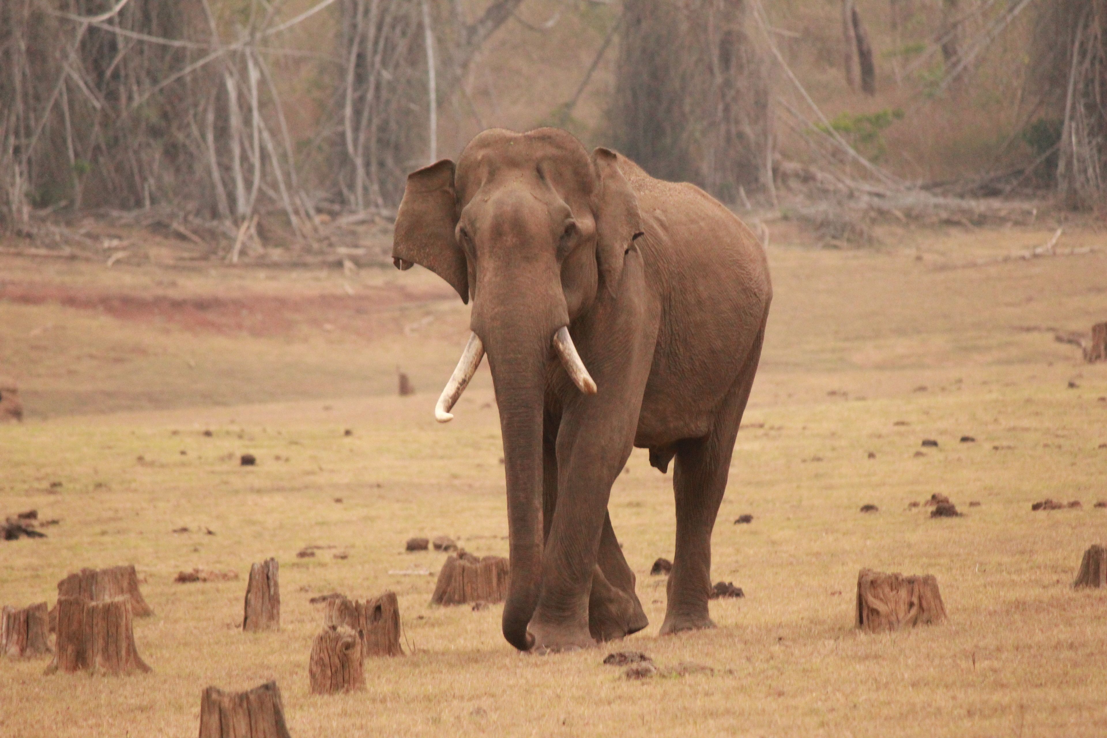 An elephant walking in a dry grassland with scattered tree stumps.