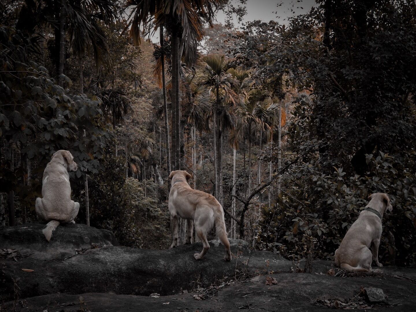 Tres perros en un entorno natural con vegetación densa y árboles.