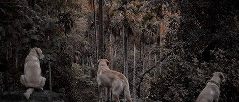 Tres perros en un entorno natural con vegetación densa y árboles.